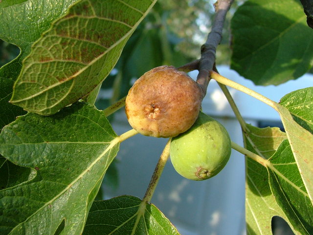 農(nóng)業(yè)氣象站實(shí)時監(jiān)控?zé)o花果園氣象變化